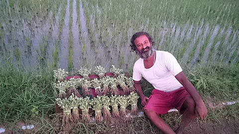 Hari, who returned to India in 2015, bought a piece of land and traveled around Tamil Nadu in search of indigenous seeds and cultivation methods