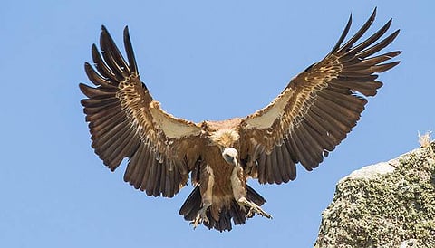 The vultures would be released most probably by March-April next year in the Bir Shikargaha sanctuary