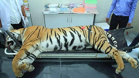 Avni's (T1) killing was shrouded with a hoard of controversies