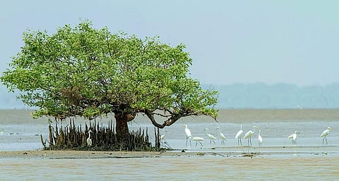 The festival will have interesting sessions on wildlife, including one by renowned wildlife photographer, filmmaker and conservationist Kalyan Varma