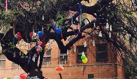 The Virgin Tree of Hindu College | Pic courtesy: DU Times