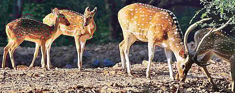 The forest department has also confirmed they have no data about the deer at MCC 
