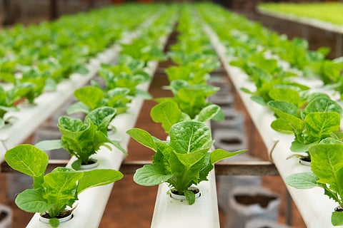 The Agtech start-up UrbanKisaan will help us take up farming in our own balconies 