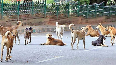 Animals Water Bowl Project, India aims to ensure that every stray animal gets safe drinking water around the clock, throughout the year