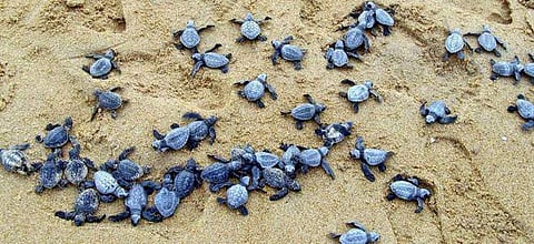 In turtles and other reptiles, whether an egg hatches male or female depends on the temperature of its nest