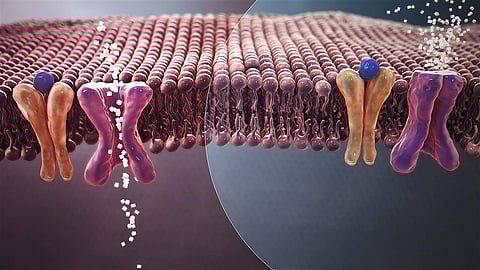 IIT-Madras researchers develop wound dressing material that could significantly reduce diabetic wounds