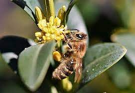 Honeybees understand the concept of zero