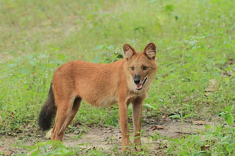Only 2,500 Dholes are present across the world today
