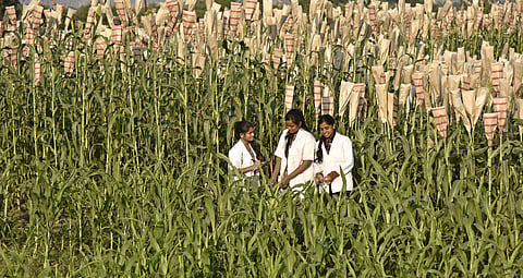 Scientists in the fields at IIMR | (Pic: Vinay Madapu)