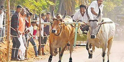 Senthil owns two pairs of Kangayam bulls, trained exclusively for rekla races (Pic: Express)