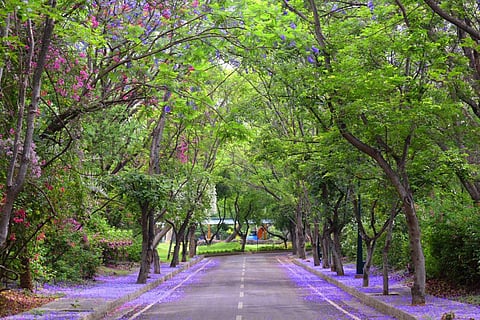 The IIM-B campus has over 20,000 trees