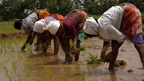 Making still | (Pic: Aditi Maddali)