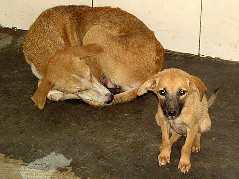 Street dogs in Chennai are being fed well