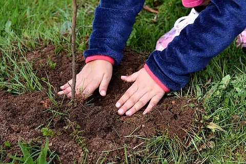 Planting a sapling