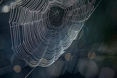 Spider Silk