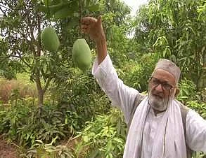 The noted mango cultivator, based in Malihabad, the mango hub of Lucknow, only dreams to make this world a better place (Pic: Express)