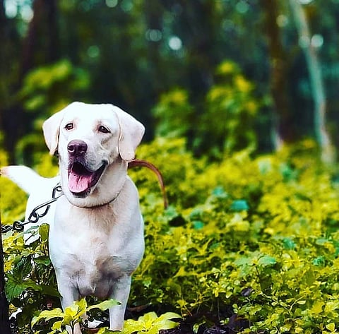 At Pet Mall, animals are  offered a variety of  on-demand services