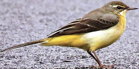 Students celebrate the arrival of Grey Wagtail (Pic: TNIE)