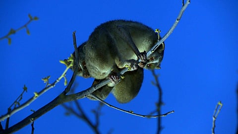 The Slender Lorie's are yet to be included in the list of endangered species