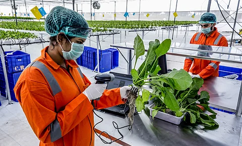 How Bengaluru start-up Orinko is leveling the 'field' for farmers while ensuring fresh veggies for you