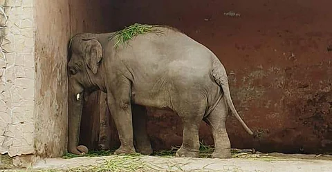 Kaavan (Pic: Friends of Islamabad Zoo)