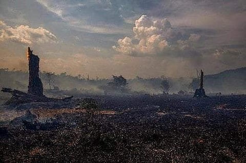 Amazon rainforest| Pic: AFP