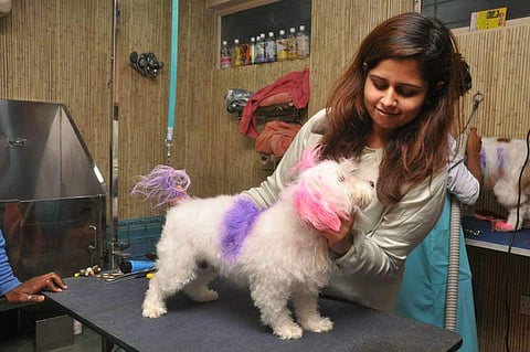 Kashika at her pet grooming centre| Pic: Kashika Arora