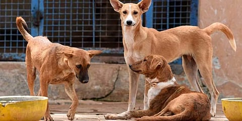Street Dogs. Credit: TNIE