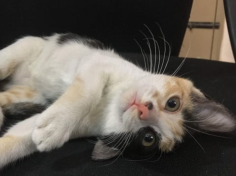 One of Vivek's cats| Pic: Vivek Kanchi