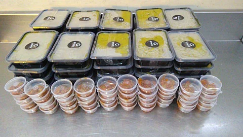 Khichdi and pickle packed and supplied every day