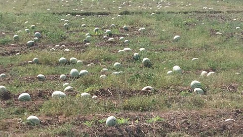Watermelons wasted on the field