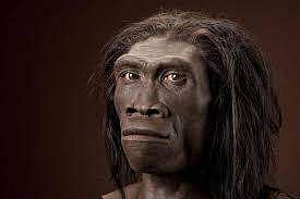 Homo erectus (Pic: Quora)