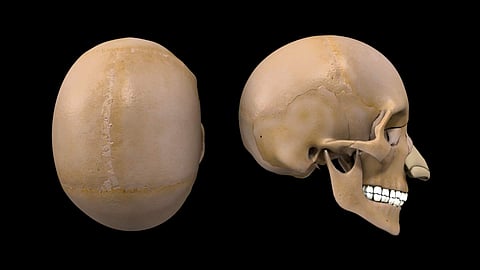 Skull | (Pic: Practically)