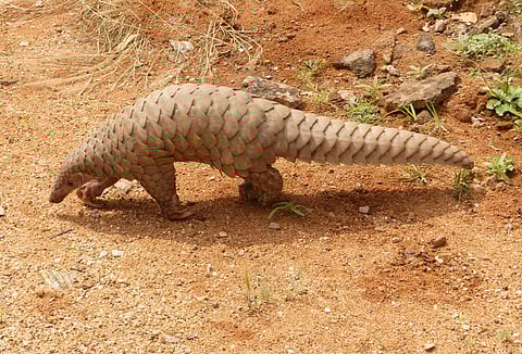 Pangolin (Pic: Wikimedia)
