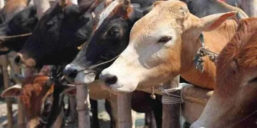 Image for representational image| Pic: PTI