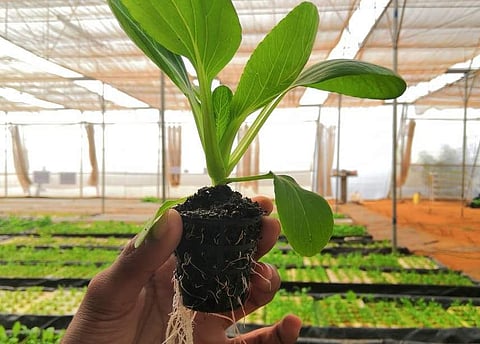 Freshness in your hands | (Pic: Urban Tiller)