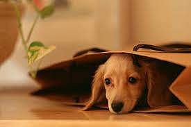 More universities across the nation are implementing pet-friendly residence hall policies, although these policies typically include specific guidelines.