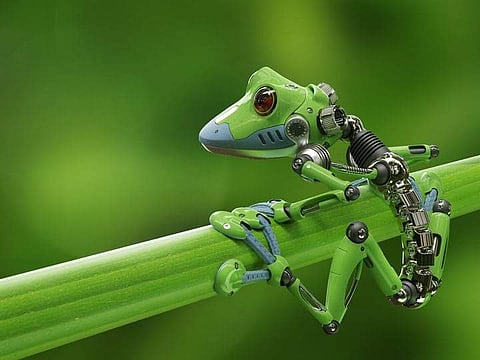 A Robot Frog