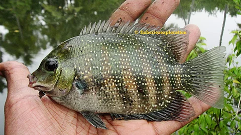 Image used for representational purpose only (Pic: Fisheries Exploration & Conservation)