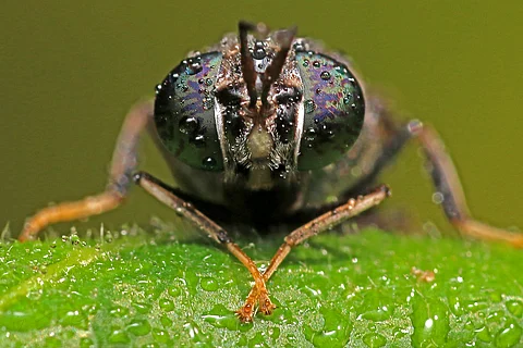 BSF | (Pic: Insectifii)