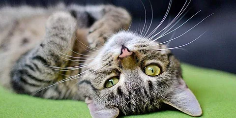 More cats may have COVID-19 than believed, reveals a Wuhan study