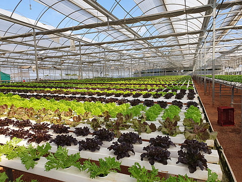 Farm | (Pic: Simply Fresh India)