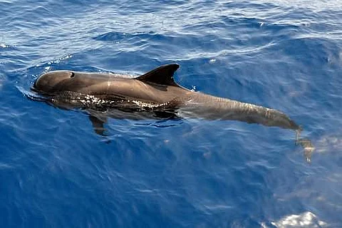 Short-finned pilot whales | (Pic: Pixabay)