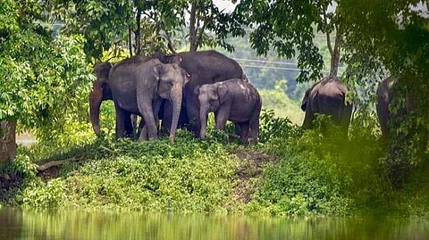 Elephants in herd (Picture: PTI)