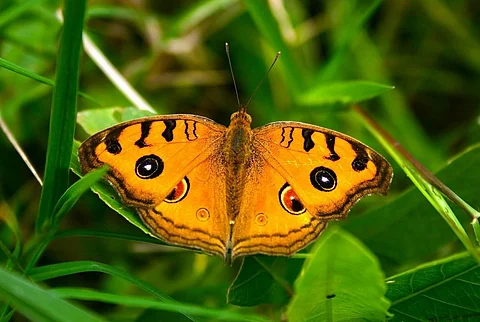 Representative image (Pic: Pixabay))