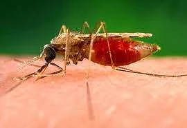 Representative Image | Pic: pixnio