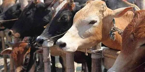 Did you know that Kim Kardashian has a rescued cow named after her?