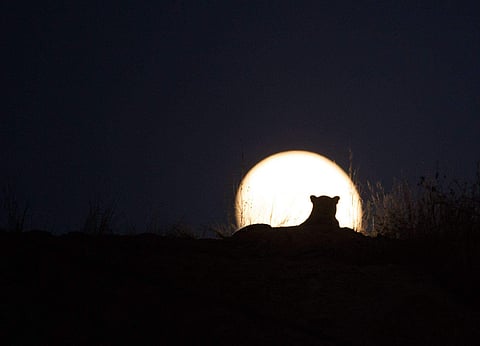 SHOT IN THE DARK: The image he took was titled Jungle Book