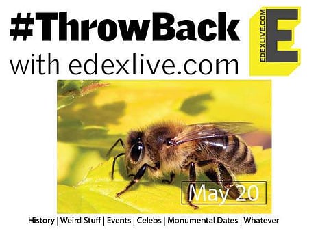The bee | (Pic: Wikimedia Commons)