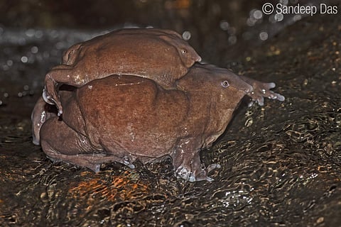 The purple frog (Pic: Sandeep Das)